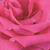 Ružová - Čajohybrid - Lancôme